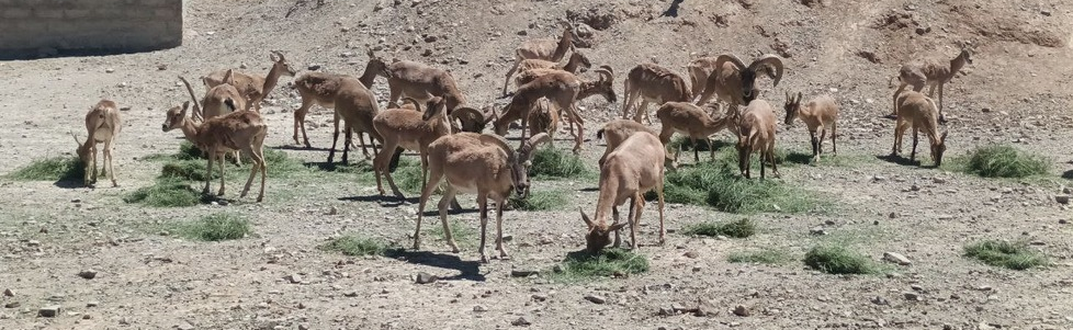 خاطرات شکارچی